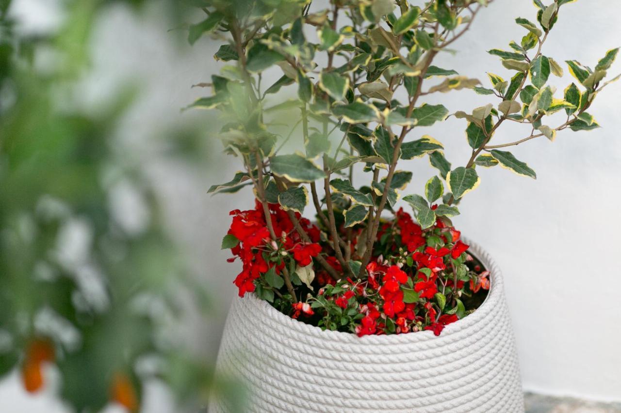 アルベロベッロTrullo Alfieri - Relax E Gardenアパートメント エクステリア 写真